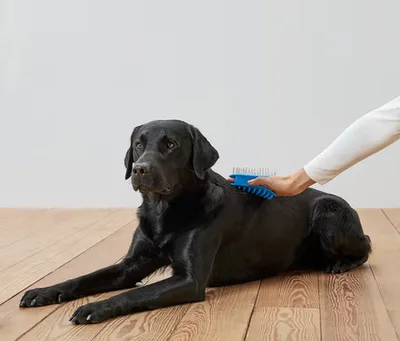 Tchibo Kısa Tüylü Pet Fırçası 2'si 1 Arada Silikon Masaj + Çelik Diş