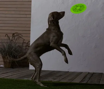 Tchibo Köpek Frizbisi 23 cm Esnek TPE Kauçuk